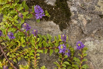 Flowering Alpine Speedwell