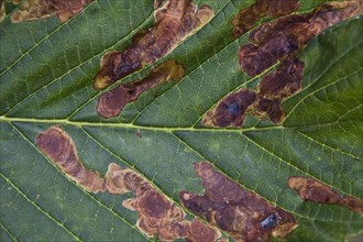 The premature leaf loss is a result of horse chestnuts being infested with the larvae of