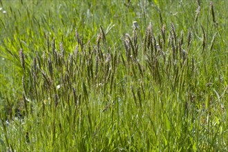 Common bog-grass