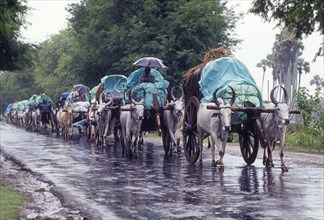 Bullock carts on rainy day