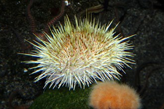 Long spiny sea urchin