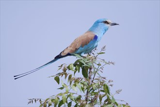 Adult abyssinian roller