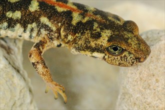 Sardinian brook salamander