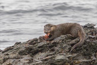 Otter eating lumpsucker fish on a rock at low tide