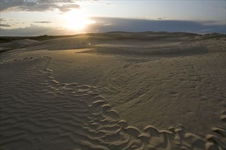 View of inland sand dune habitat at sunset