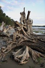 Tree stump on beach with incoming tide at dawn