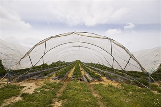 Polly tunnel covers strawberry crop