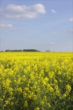 Harvesting oilseed rape