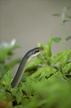 Everglades grass snake