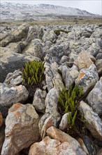 Tall fern Blechnum magellanicum grows in the Falkland Stone Run