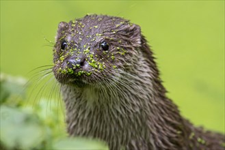 Close-up of the European european otter