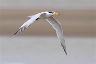 Chinese chinese crested tern