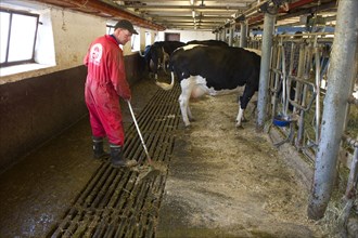Dairy farmer cleans milking parlour with scraper after morning milking