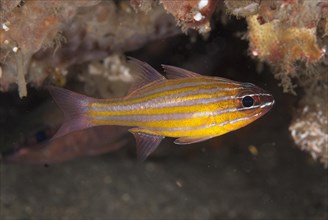 Wassinck's Cardinalfish