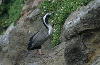Spotted Cormorant