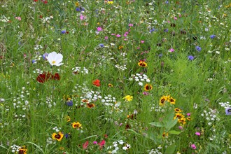 Mixed flowers planted in derelict urban housing plots