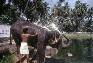 The temple elephant taking bath with the help of Mahout in the pond at Thiruvananthapuram or Trivandram