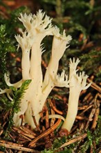 White coral mushroom