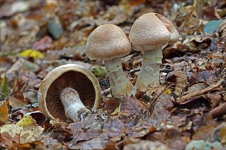 Ripe mushroom