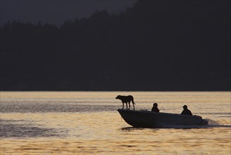 Motorboat with people and dog silhouetted at sunset