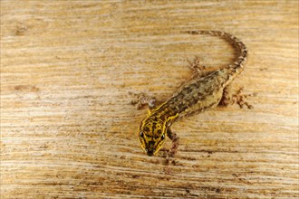 Dwarf Yellow-headed Gecko