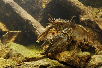 White-clawed Freshwater Crayfish