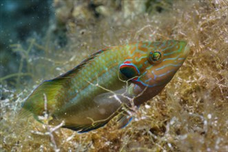 Ocellated Wrasse