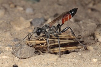 Sand Wasp