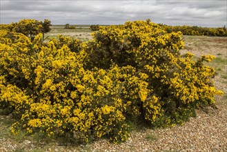Gorse in Bloom on Havergate Island Suffolk