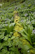 Flowering mass of Pyrenean squill