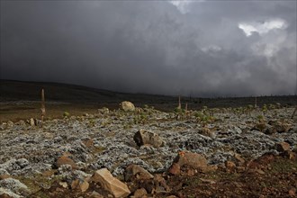 View of storm clouds over Afroalpine habitat
