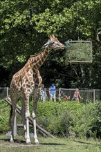 Visitors walk past a giraffe eating grass during feeding time at Planckendael Zoo