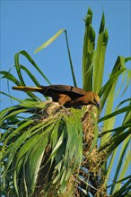 Broad-crested Oropendola with nest