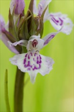 Common Heath Spotted Orchid