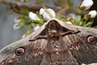 Viennese Moth Peacock