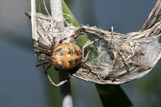 Furrow spider