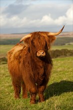 Highland Cattle