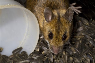Adult wood mouse
