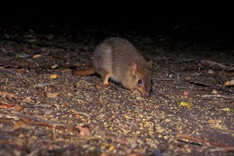 Brush-tailed Rat Kangaroo