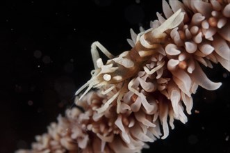 Black coral partner shrimp