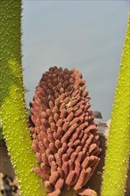 Chilean giant rhubarb