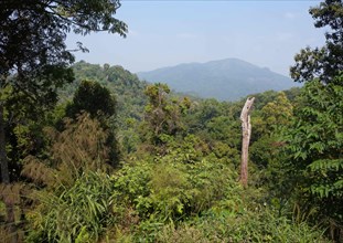 View over the forest canopy towards the Myanmar border