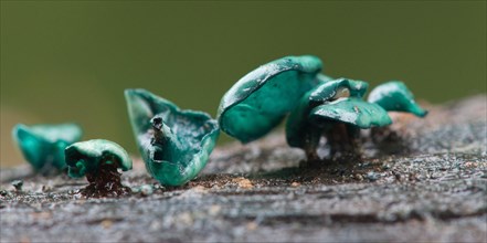 Small-spored verdigris cupling