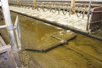 Sludge channel and scraper in the cubicle house of an organic dairy farm