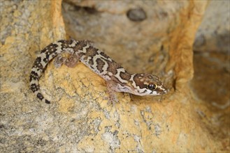Smith's Thick-Toed Gecko