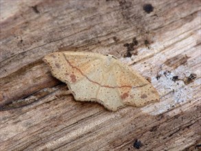 Dotted oak girdle moth