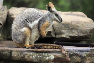 Yellow-footed rock-wallaby