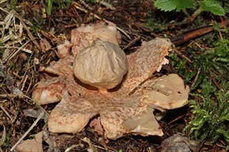 Reddish Earth Star