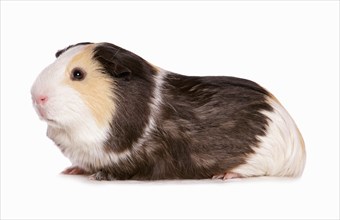 Rosette guinea pig