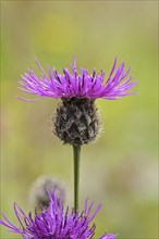 Greater greater knapweed